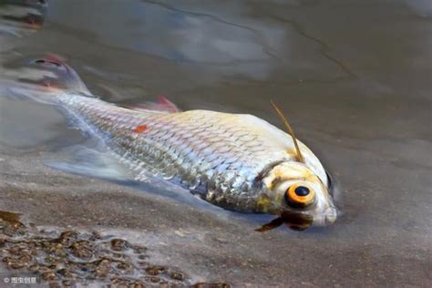 魚死掉怎麼處理|魚缸里的魚死了，如何處理魚缸？